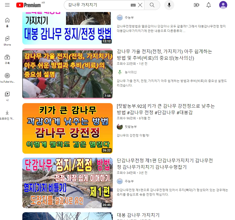올바른 전지 작업을 통해 가을에 풍성하고 탐스럽게 열린 감나무 열매 모습