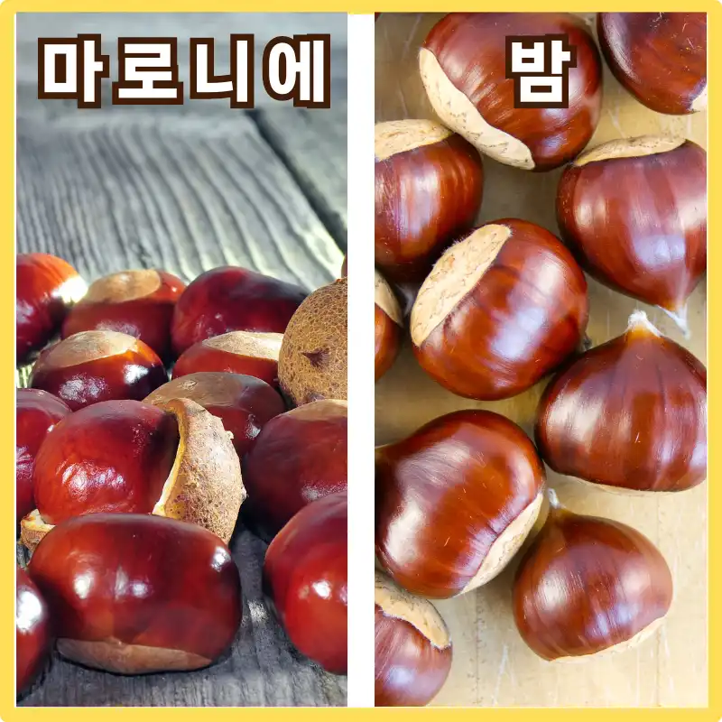 마로니에 밤 비교