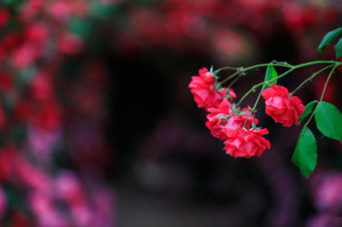 세종 베어트리파크 수목원 장미축제