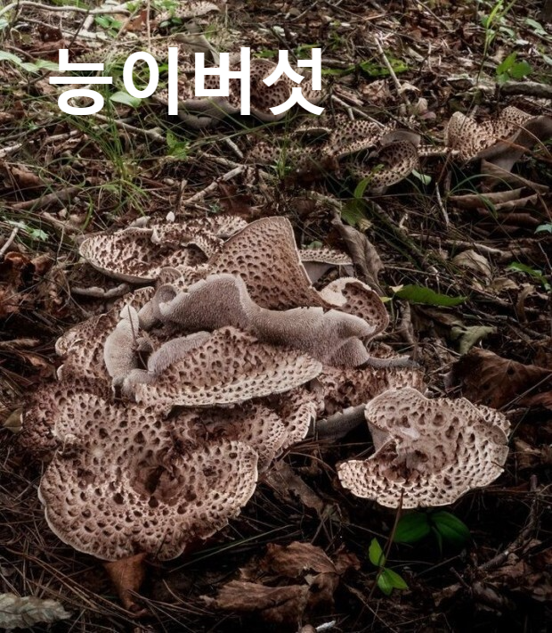 능이버섯