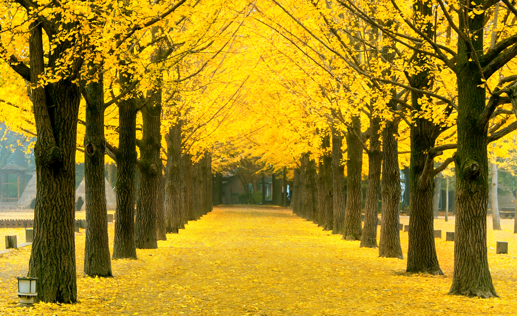 홍천 은행나무숲길 축제 2025(기본정보, 주차)