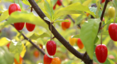 보리수 열매 효능