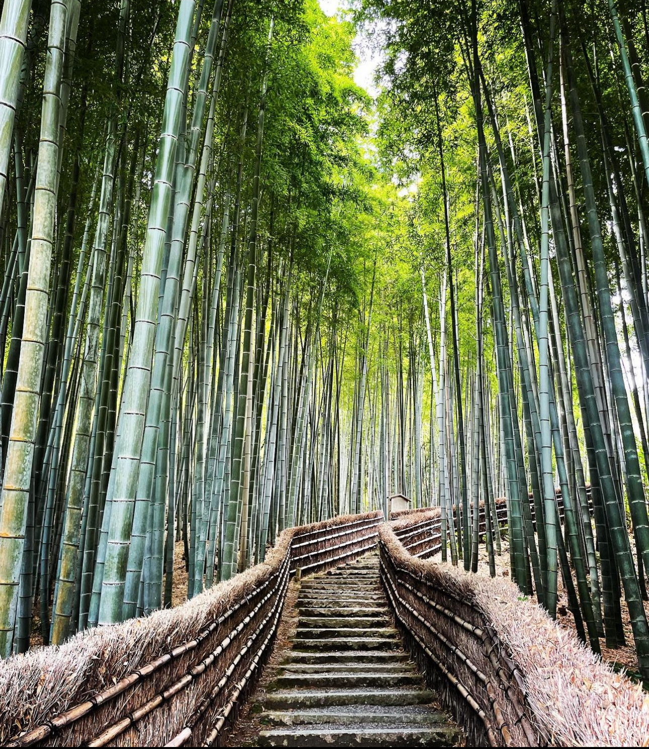 교토당일치기코스 002