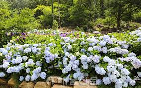 국내 가을 여행 - 해남 포레스트 수목원