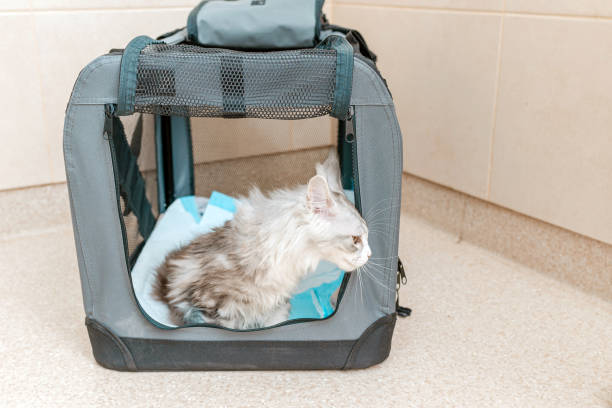 이동장 선택 및 적응 훈련