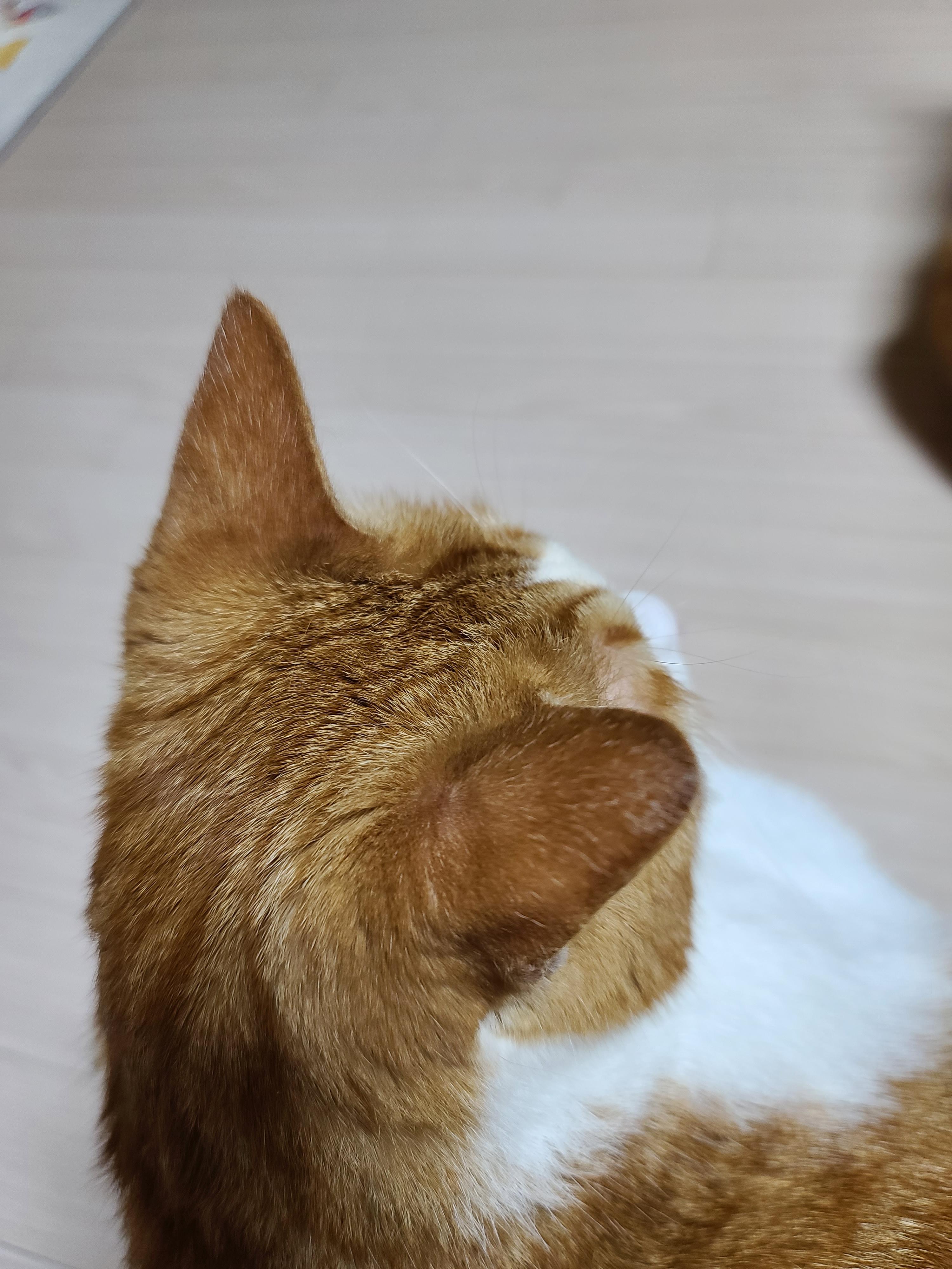 고양이들의 냥통수를 모아봤다. 치명적인 매력의 냥통수들.