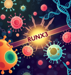 RUNX3 메틸화 해독