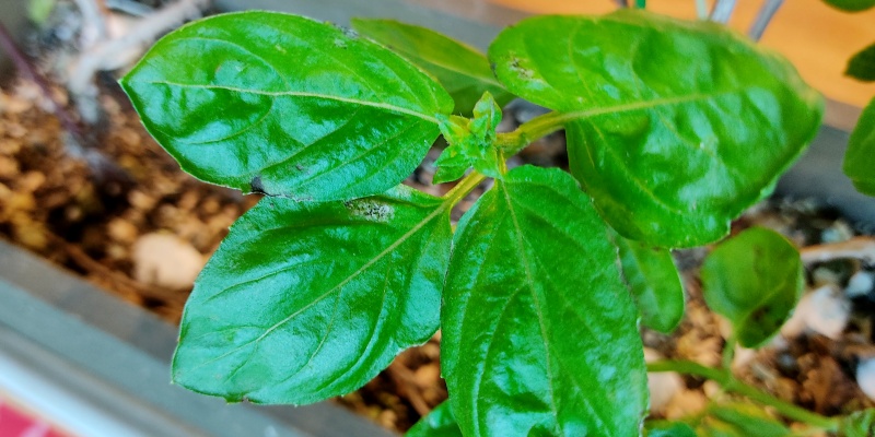 잎에 생기는 마름현상