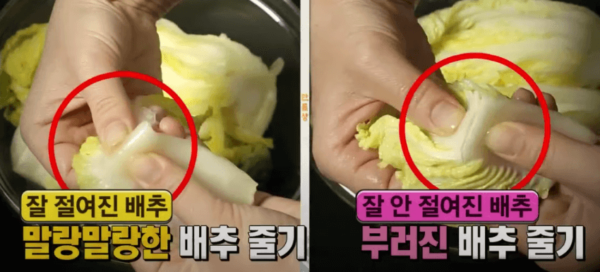 김장배추 절이기