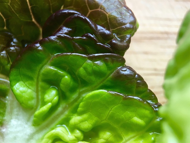 베란다에서 키우는 상추 사진