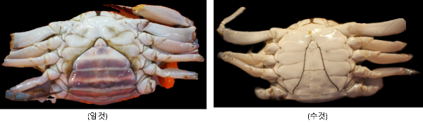사진이 나란히 두장이 있습니다. 왼쪽 사진은 암컷사진이고 우측에는 수컷 사진입니다. 누가 보더라도 암수 구분을 쉽게 할 수 있겠습니다.