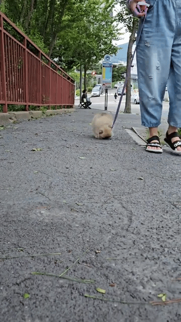 달리는 아기 강아지