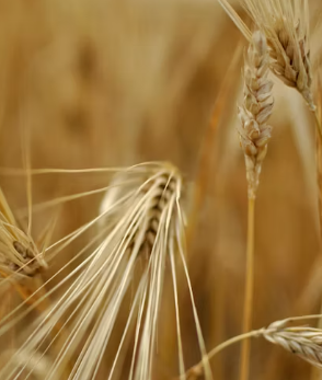 카무트 효소 효능 및 먹는법 총정리