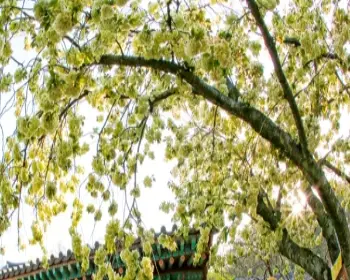 개심사 청벚꽃 개화시기 겹벚꽃 명소_3