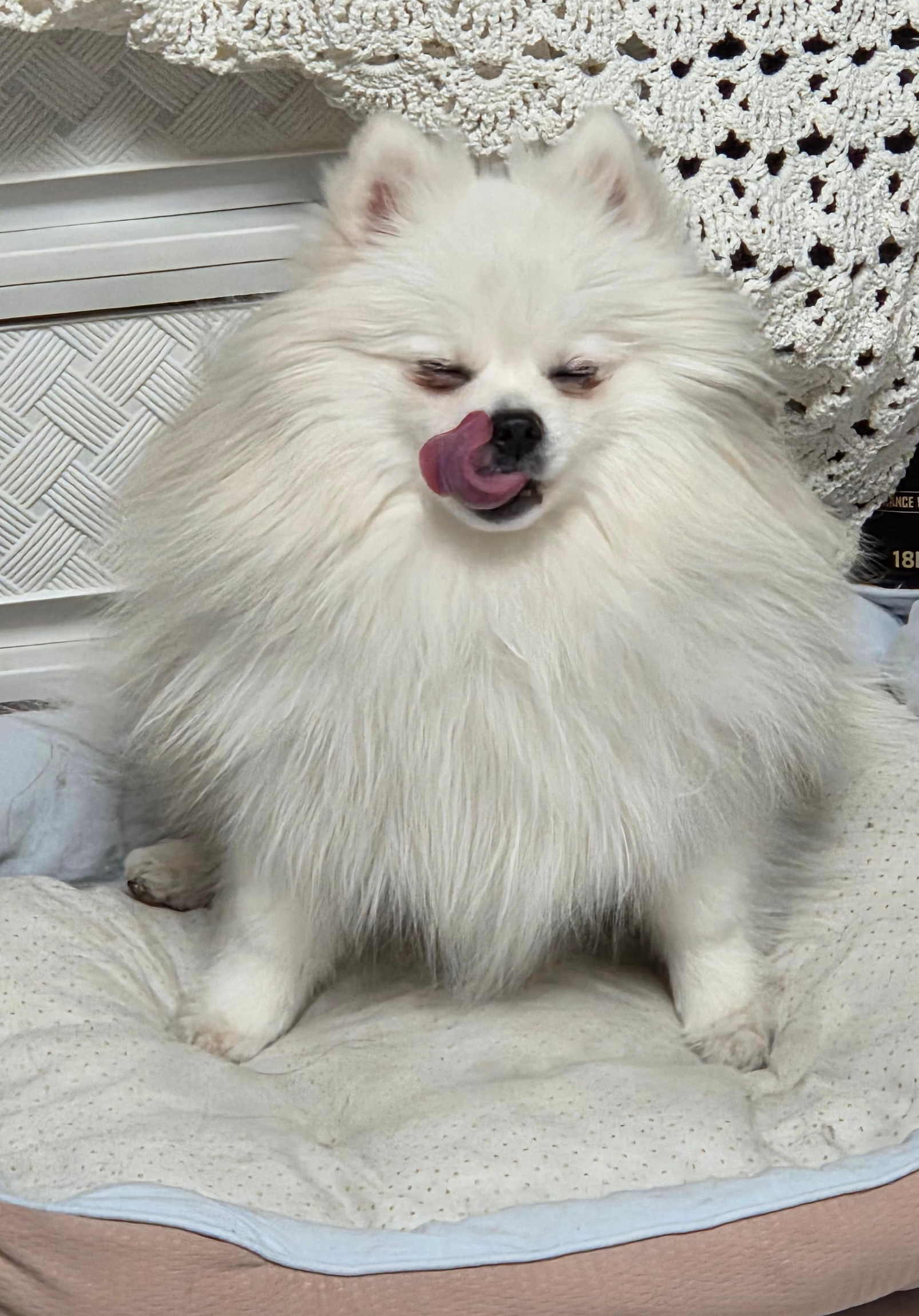 낼름 거리는 하콩