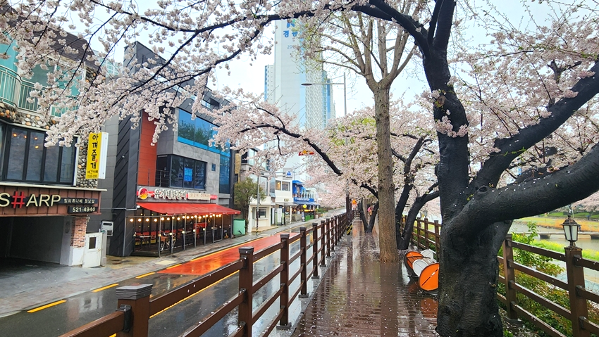 온천천 카페거리 벚꽃