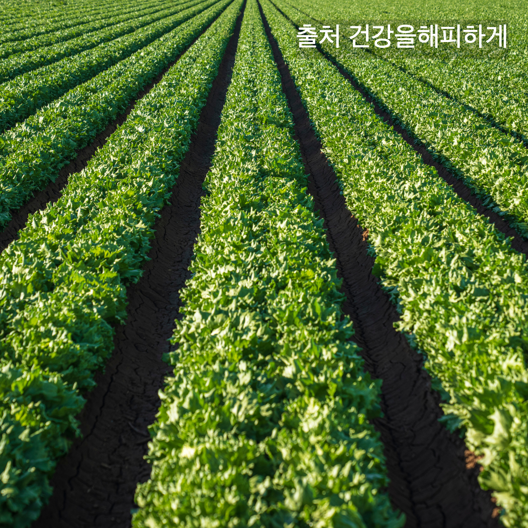 상추의 효능 부작용 칼로리 다이어트할 때 꼭 알아야 할 상극 음식