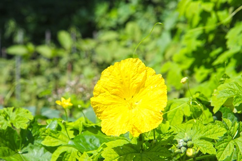 화양연화 뜻 이미지 입니다.