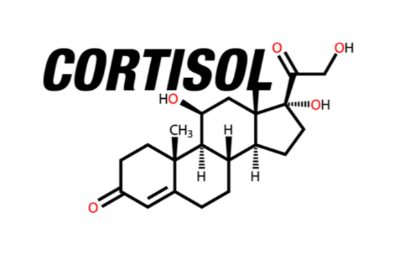 코티솔호르몬