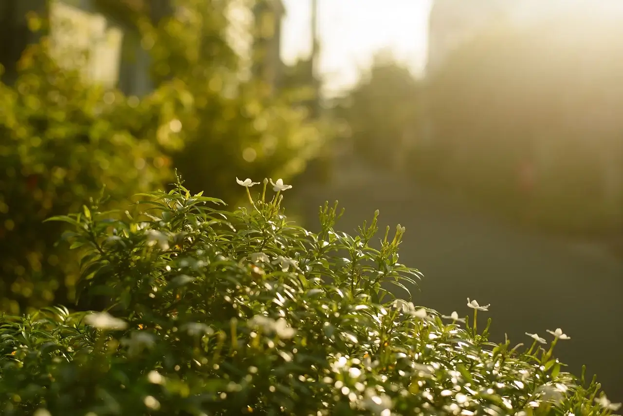 하나의 종, 절대 고유종, 조용한 행동, 풀리지 않는 진화의 새, 뉴칼레도니아뜸부기의 모든 것