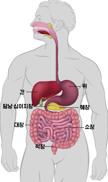 위장관