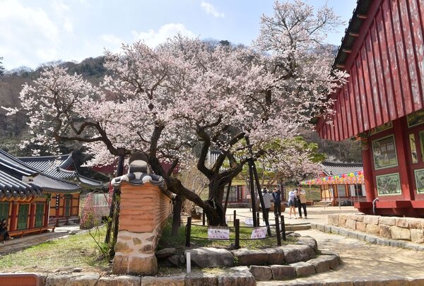 장성 백양사 고불매 - 3월 말 절정을 맞는 산사 매화