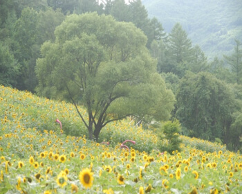 태백 해바라기 축제 가는 길_6