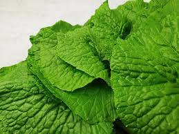 와사비 잎 이미지