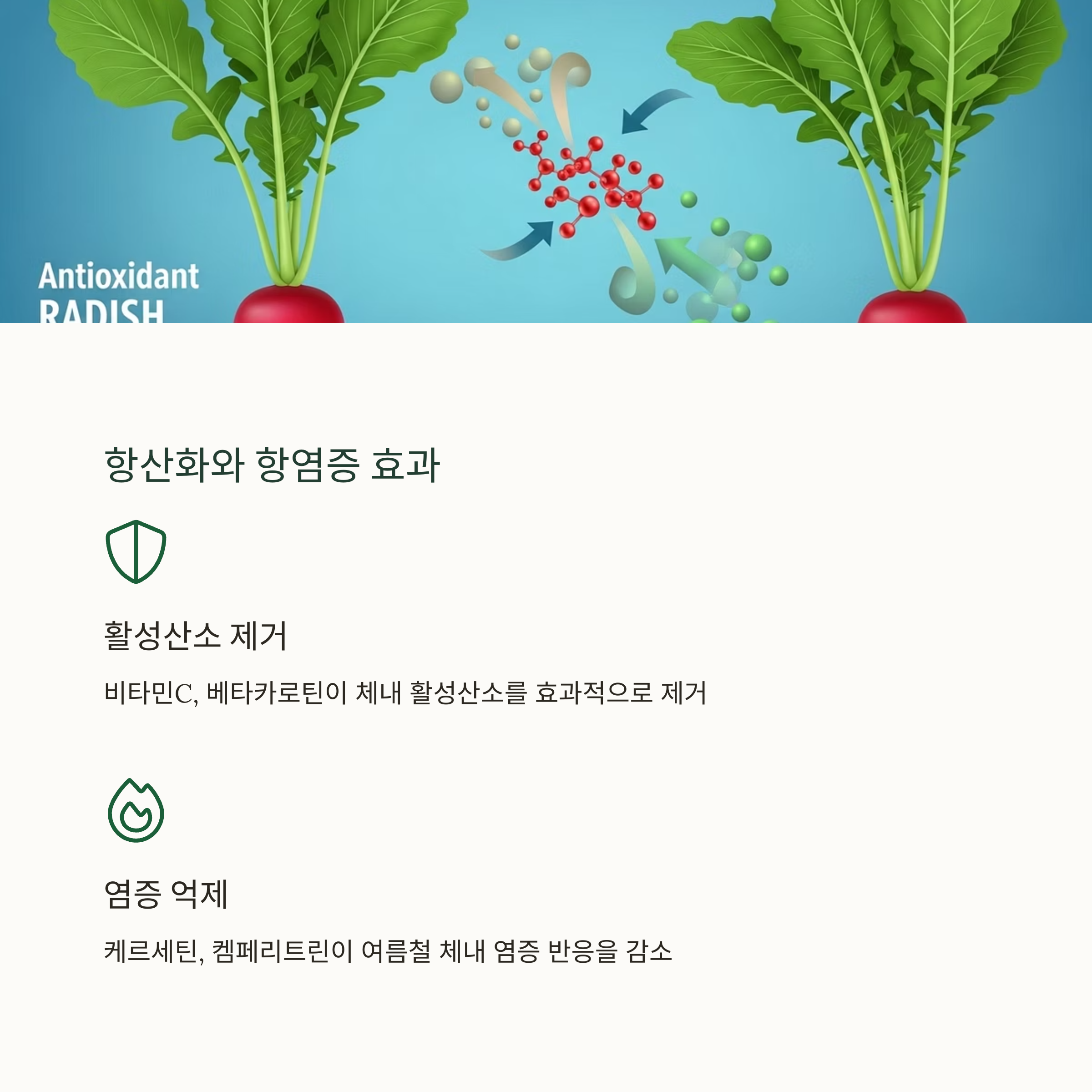 항산화와 항염증 효과