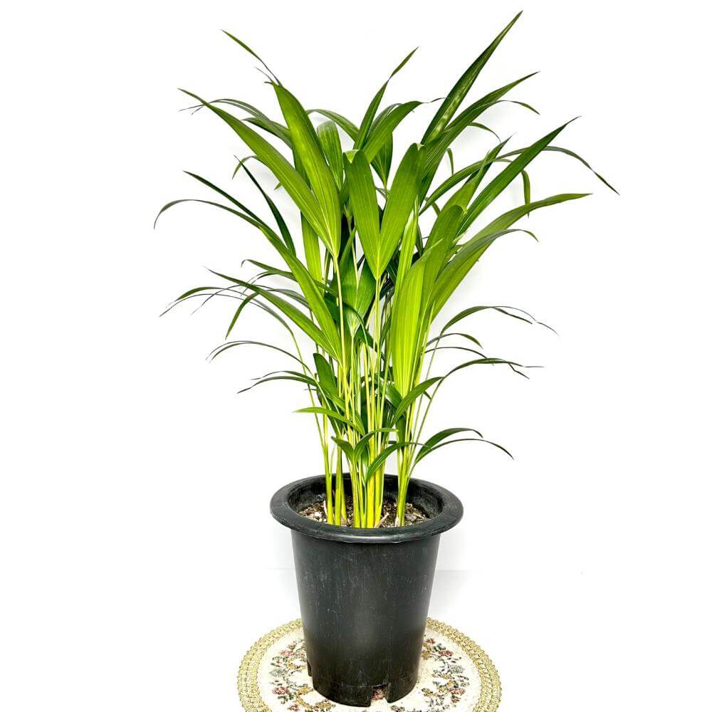 나사(NASA)선정 공기정화식물