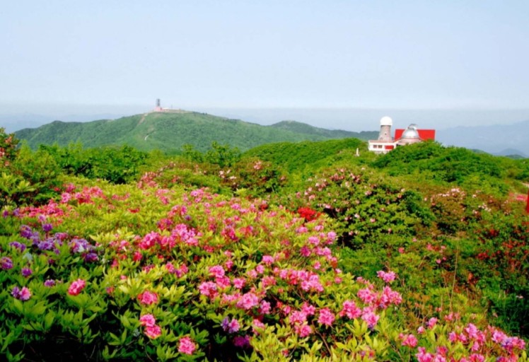 소백산철쭉제사진