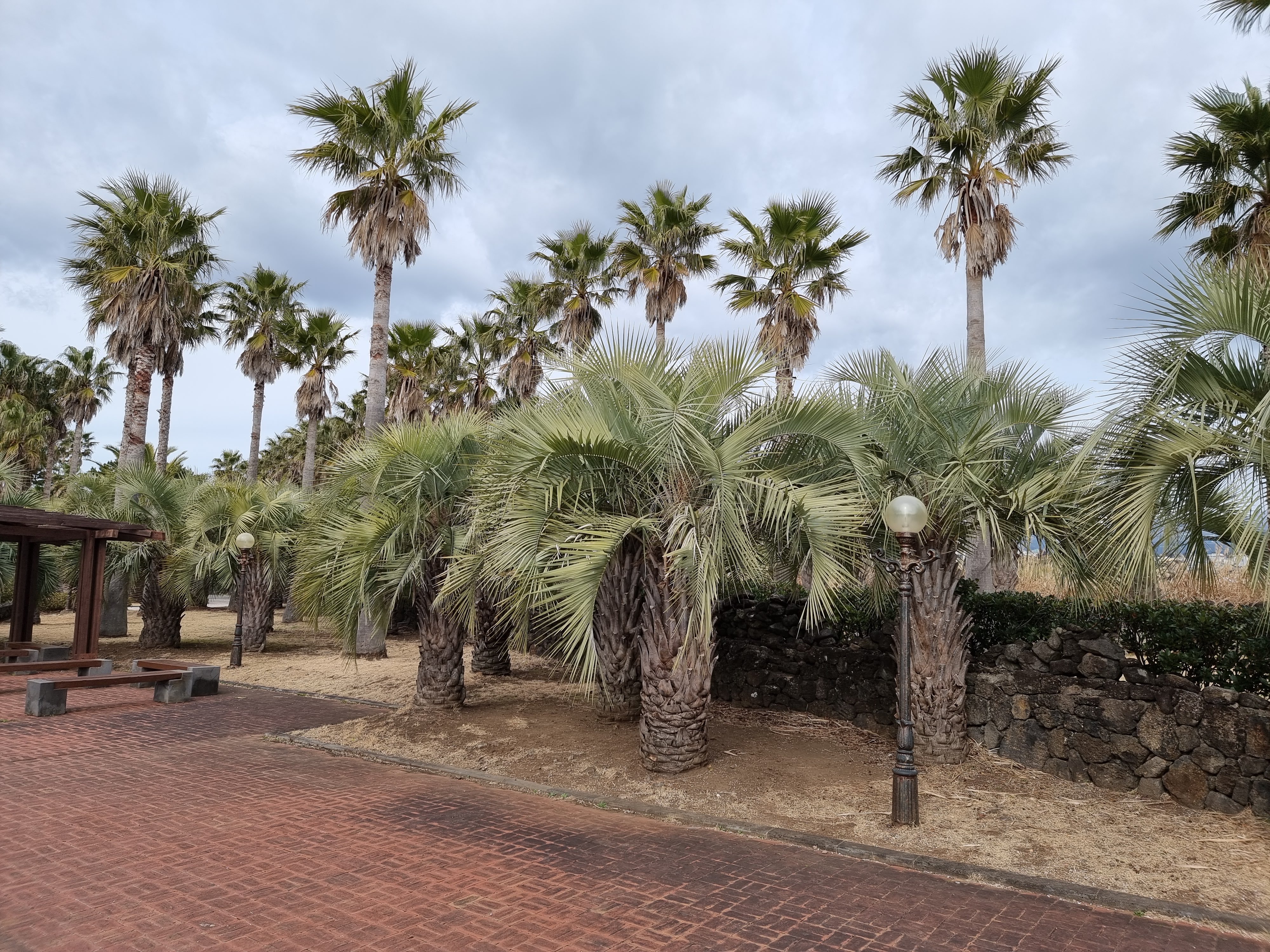 주상절리대 상부의 야자수