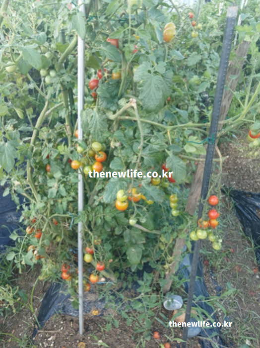 방울토마토 효능 제철 시기 요리 활용