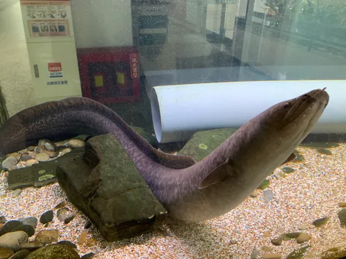 놀라운 무태장어의 세계: 이색적인 바다 생물의 비밀을 알아보자