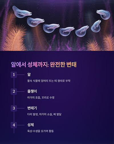 알에서 땅 위까지 완전한 변태