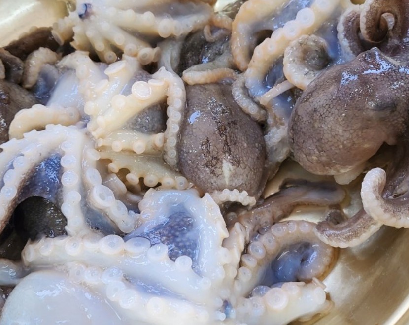 6시내고향 서천특화시장 쭈꾸미