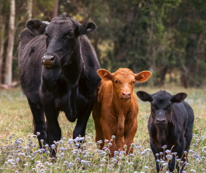 2025년 5월 소띠 운세