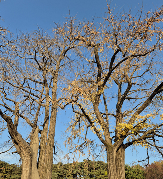 아산 현충사 곡교천 은행나무길 황금빛 단풍 터널! 가을 여행 추천