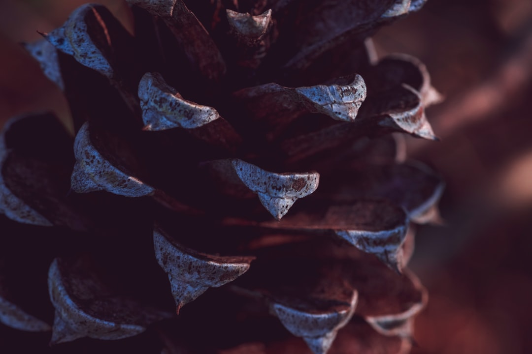 thorn