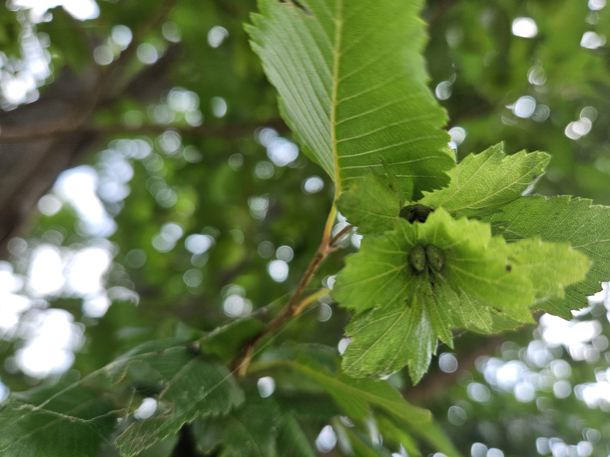 소사나무 열매1