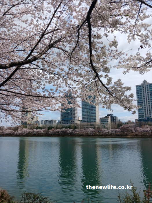 석촌 호수 벚꽃 축제 기간 안내 사진