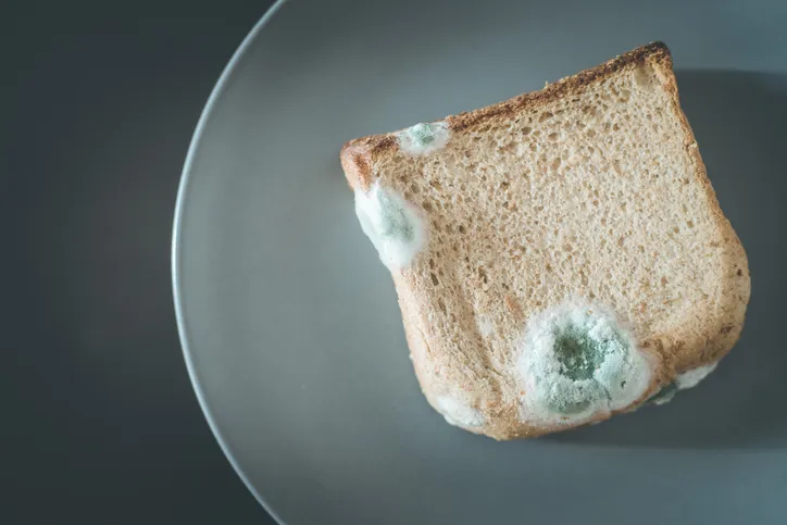 장마철 곰팡이 제거방법 꿀팁 정리 완벽 가이드_3