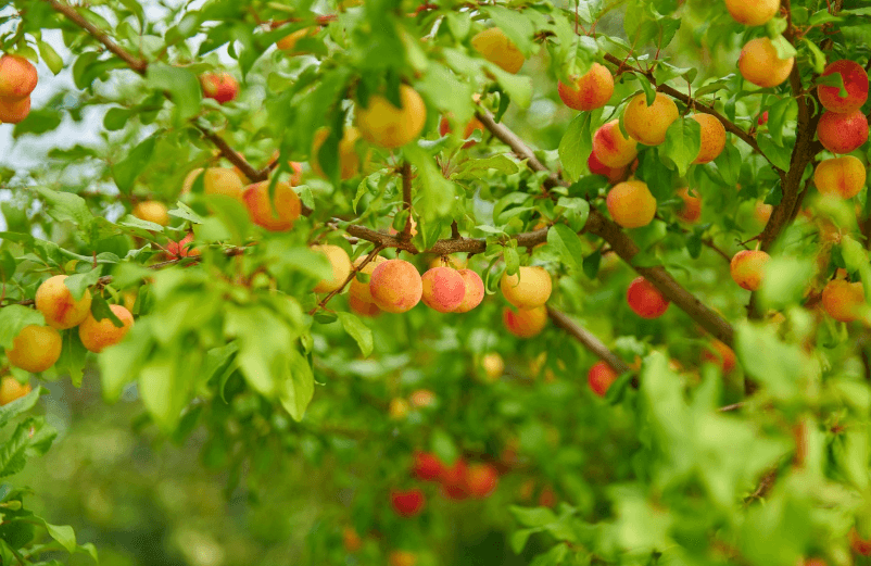 매실차 원료, 매실이 나무에 노랗게 익어 있다