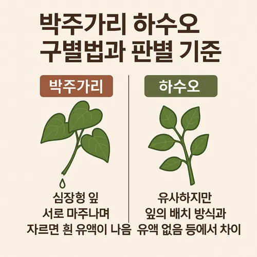박주가리 하수오 구별법과 판별 기준 썸네일