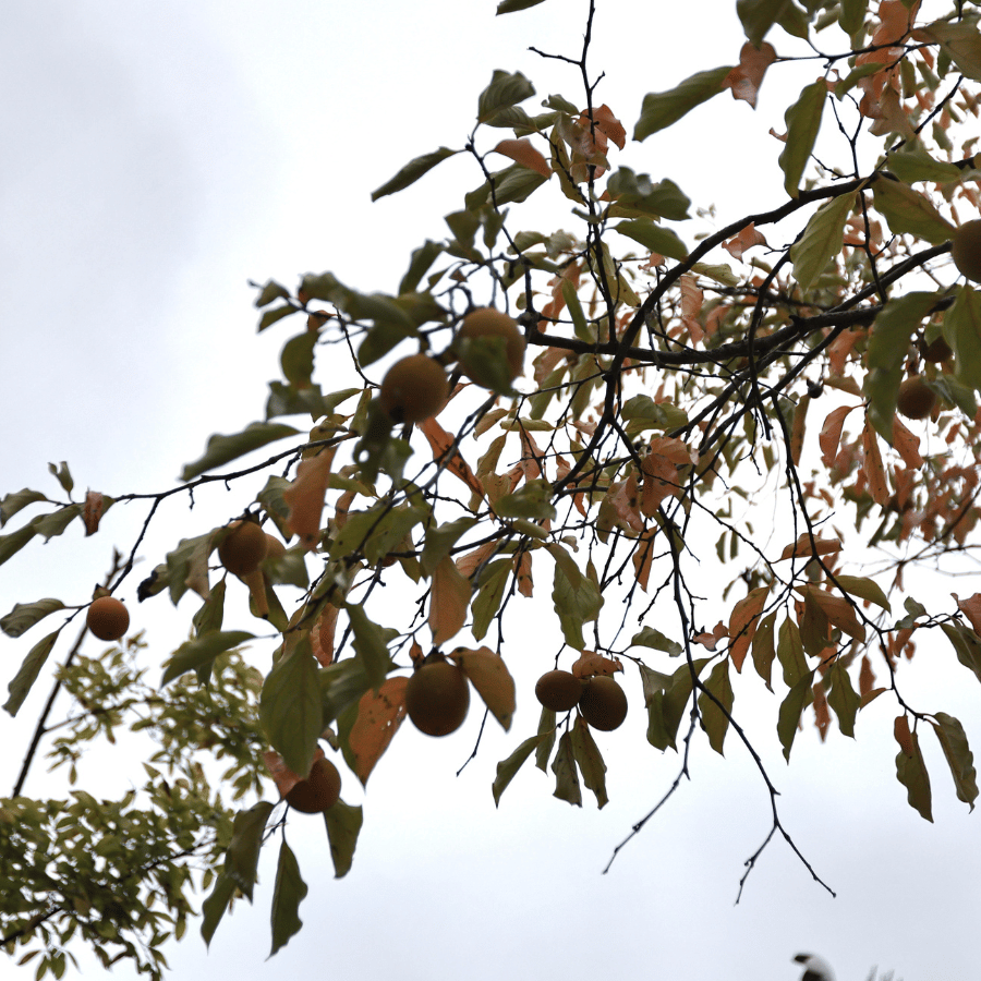 2025년 숲나들이 완벽 가이드