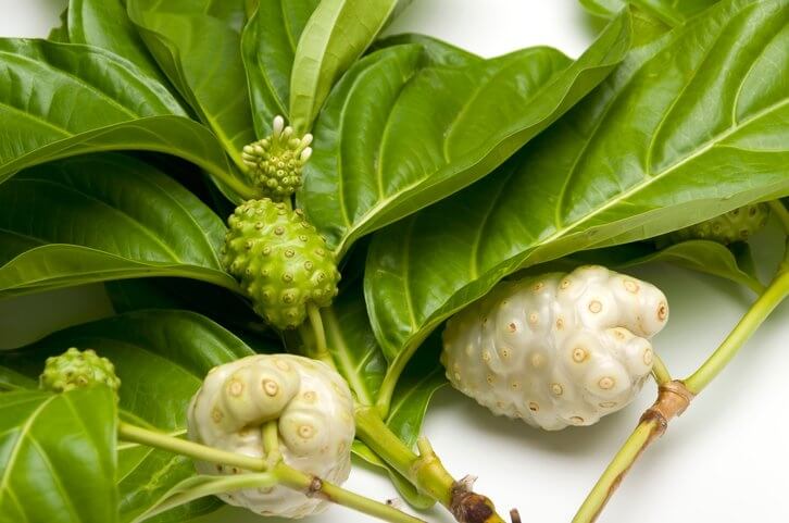 노니 효능 부작용 분말 복용법 21