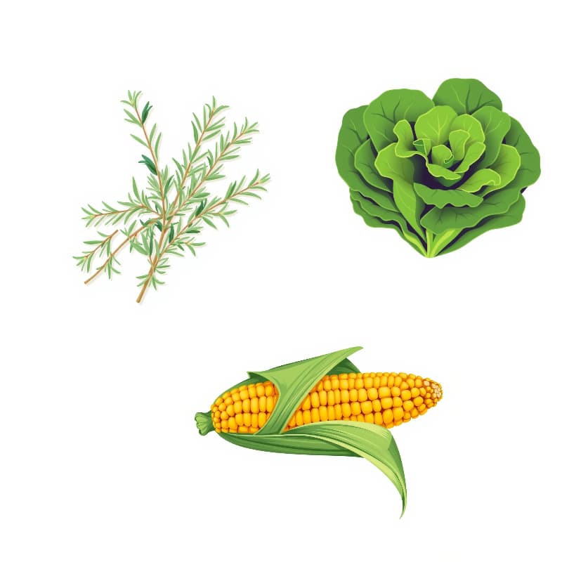 매일 물 주지 않아도 잘 자라는 텃밭 작물 ? TOP 7