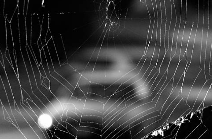 거미줄을 피하는 꿈