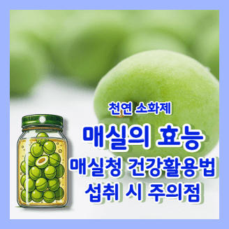 천연소화제 매실의 효능과 매실청 건강 활용법