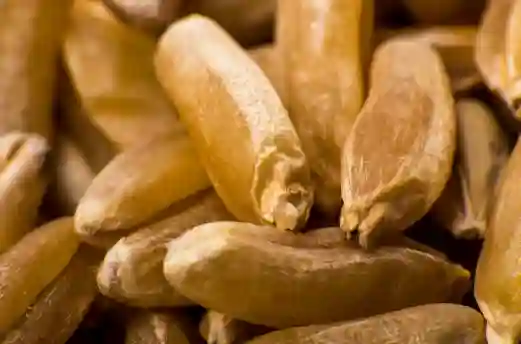 카무트 효능 및 부작용, 먹는 방법